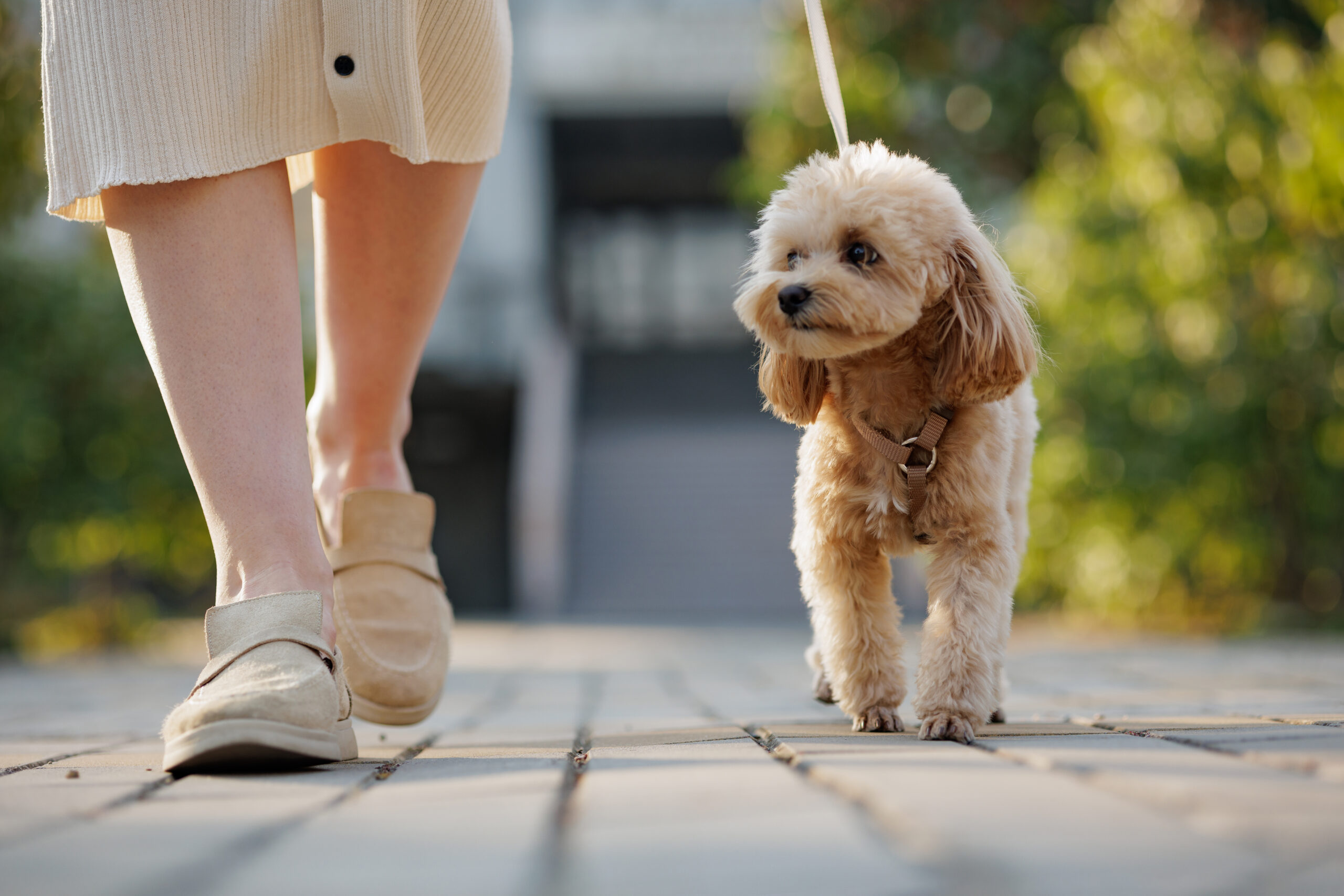 Close up of a small dog walking with owner on a leash outdoor. Concept of pet care, love, and healthy urban lifestyle